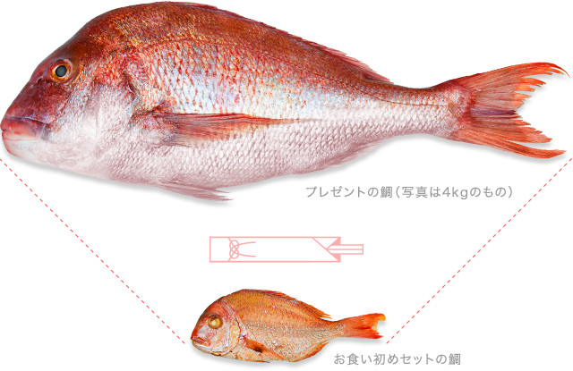 特大の天然鯛はこんなに大きい